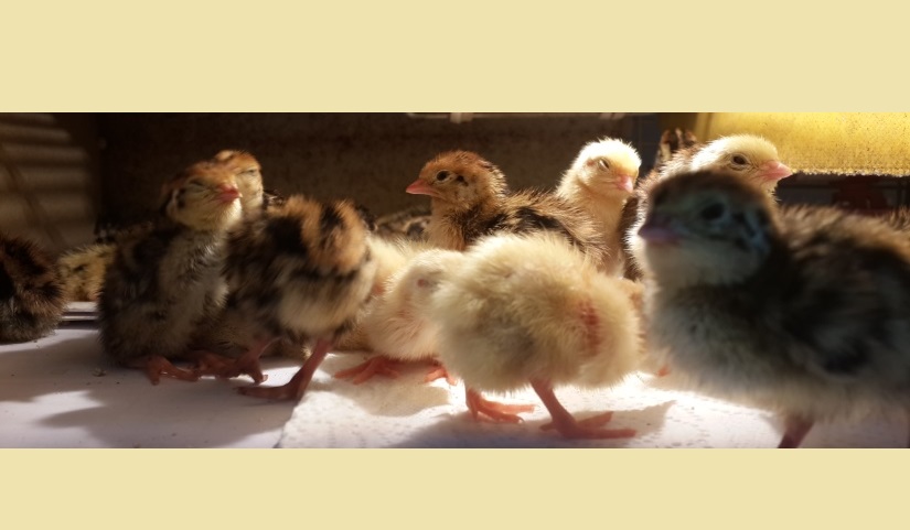 Bıldırcın yavruları1