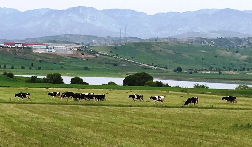 Haymer arazisinde serbest otlayan sığırlar