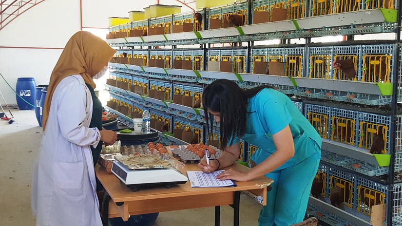 Kanatlılar kafesler 2