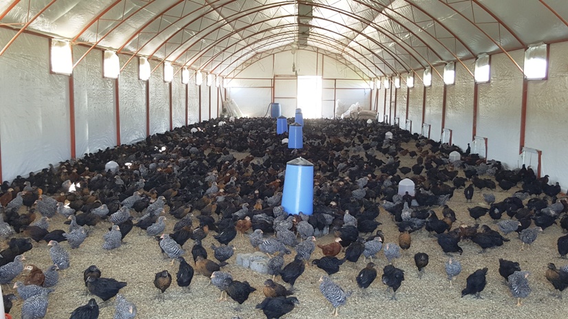 Kanatlılar kümes siyah 1