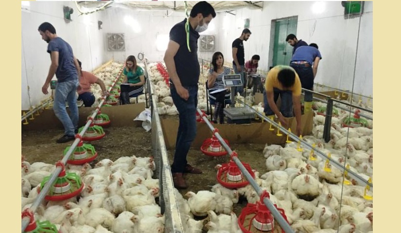 Kümes beyaz staj öğrencileri