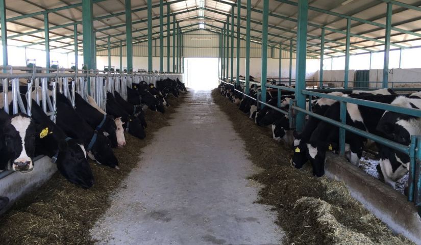 Sığırlar kaba yem, kuru yonca yiyorlar