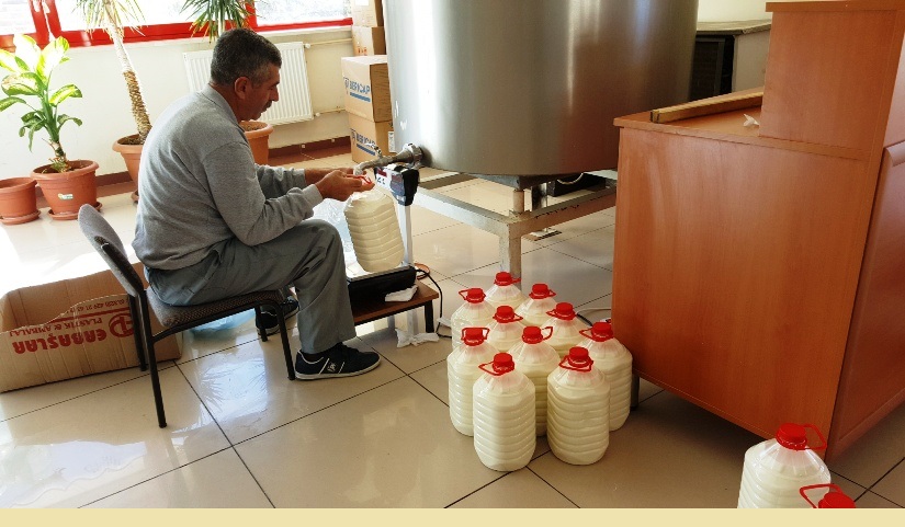 Soğutma tankından süt dolumu