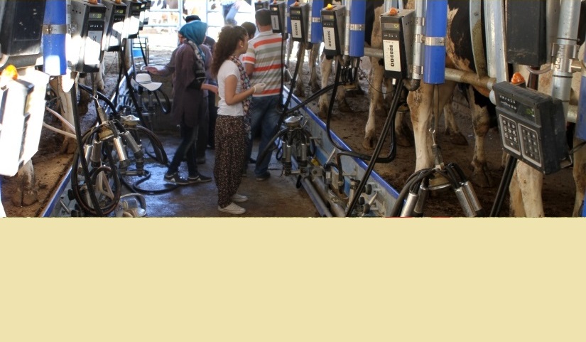 Zootekni staj sağım