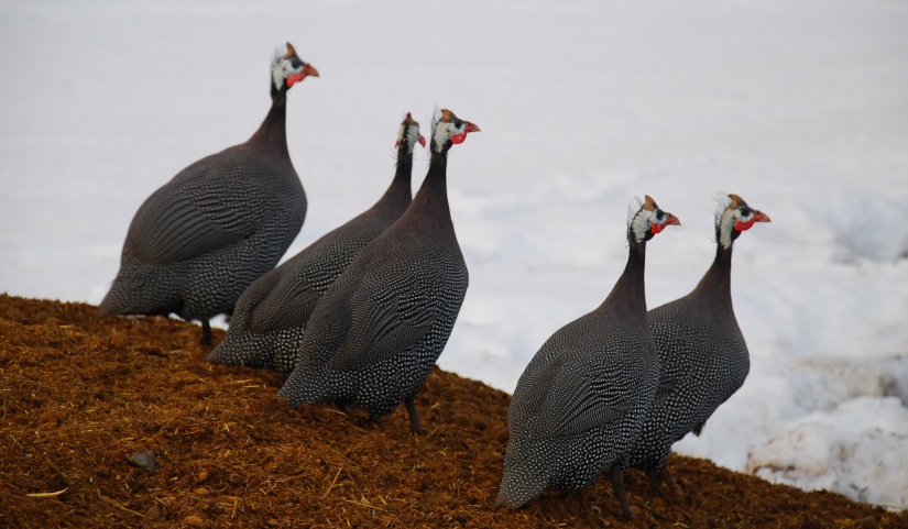 Çukurhisar köyünde sülünler