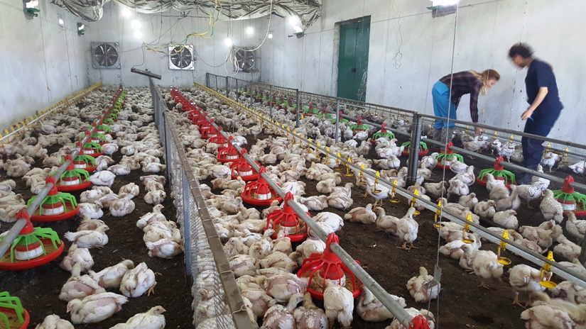 kanatlılar-kümes beyaz 1